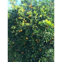 f0cd62ba5ae545edb953e13e1ba34681