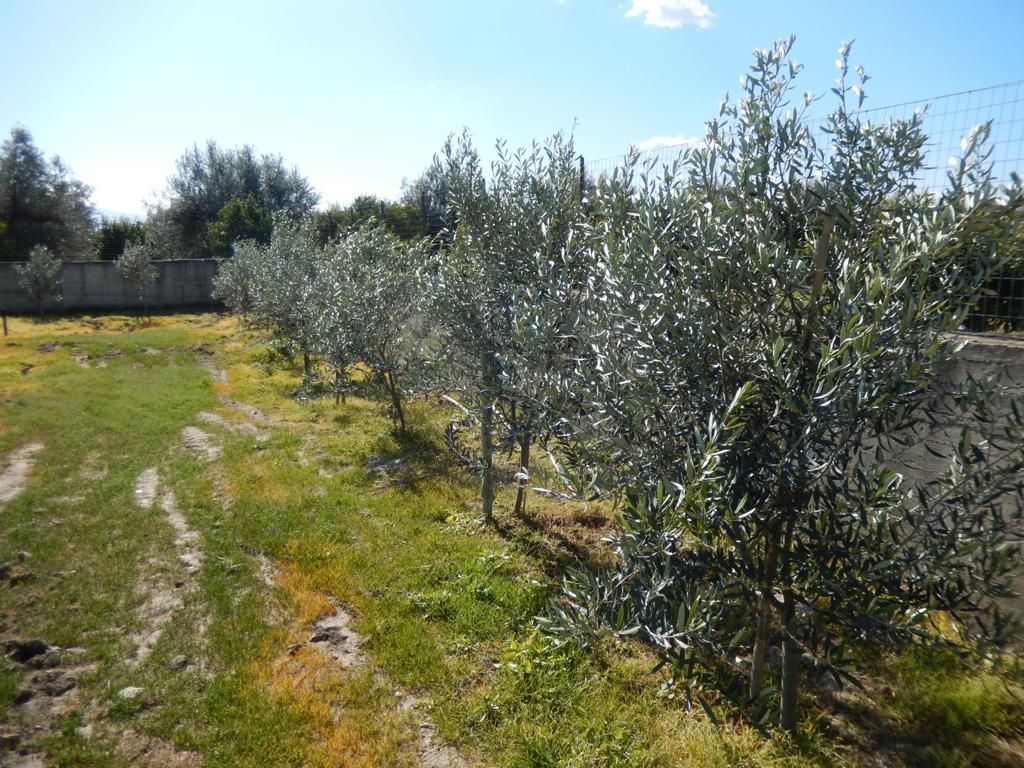 Azienda Agricola di Elia Lidia