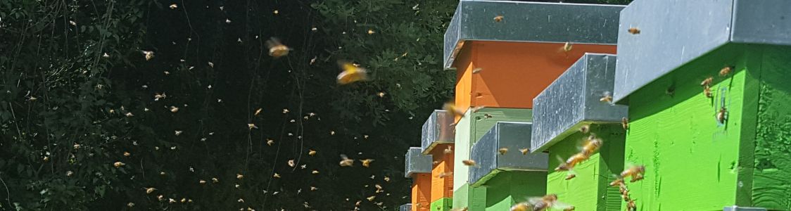 AZIENDA AGRICOLA FAVUS MELLIS