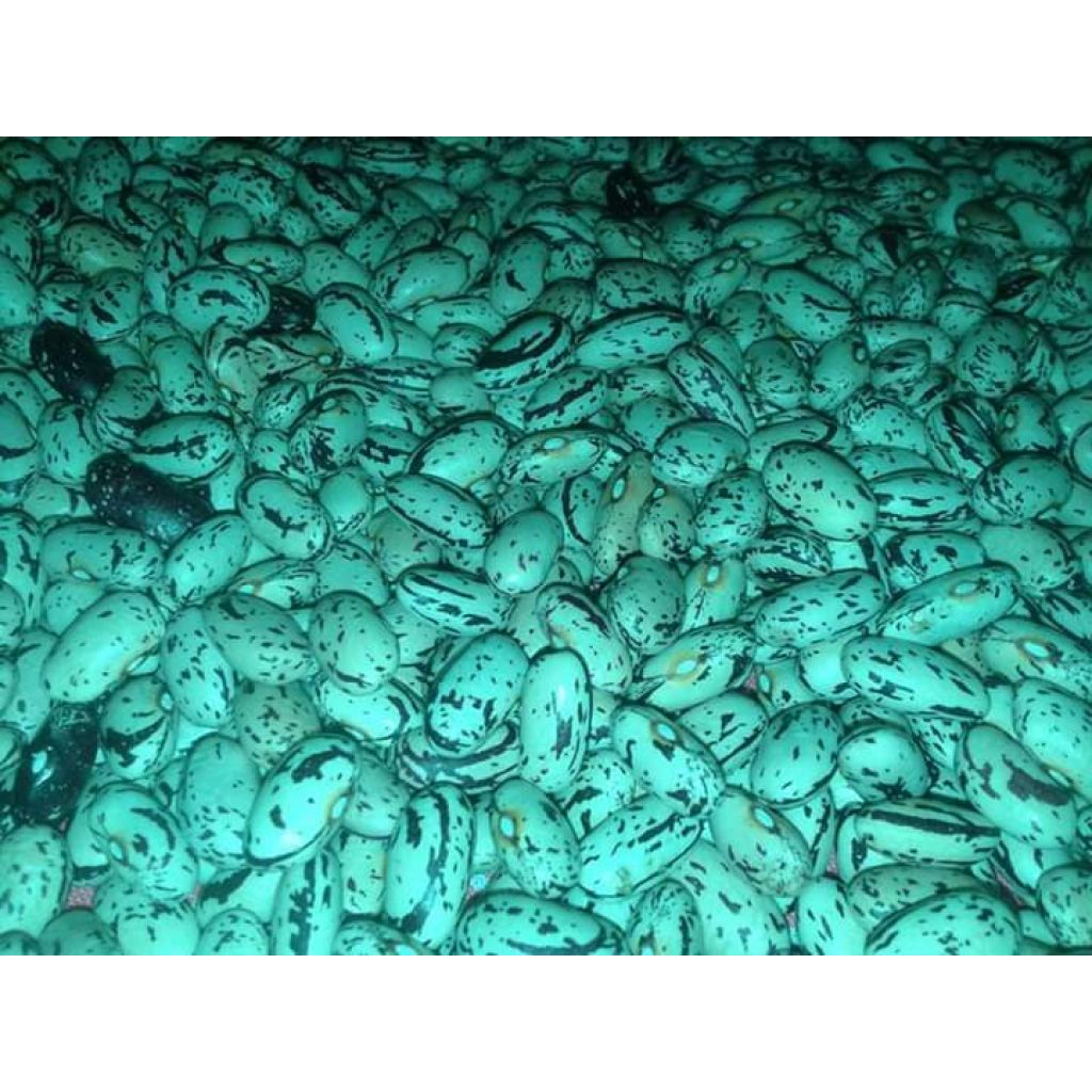 Fagioli secchi 500 g