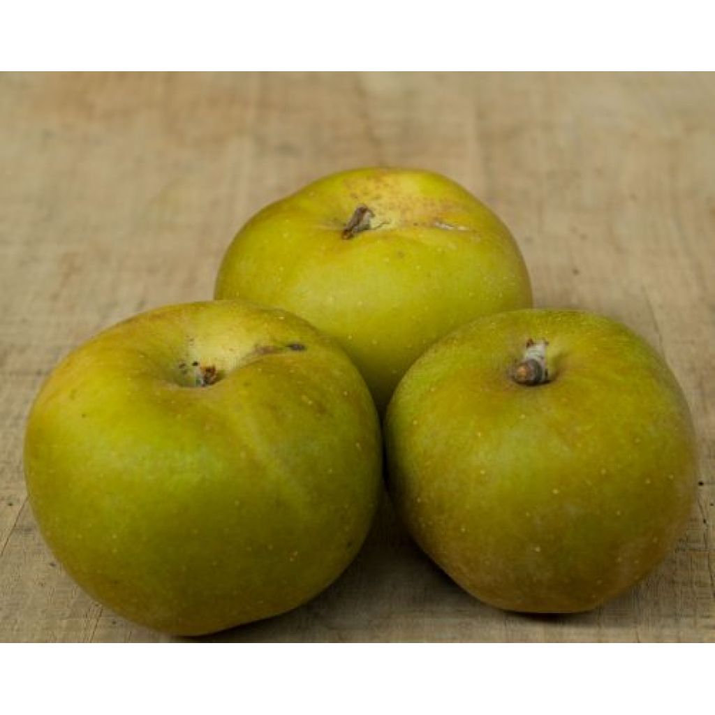 Mela Carpend&ugrave;