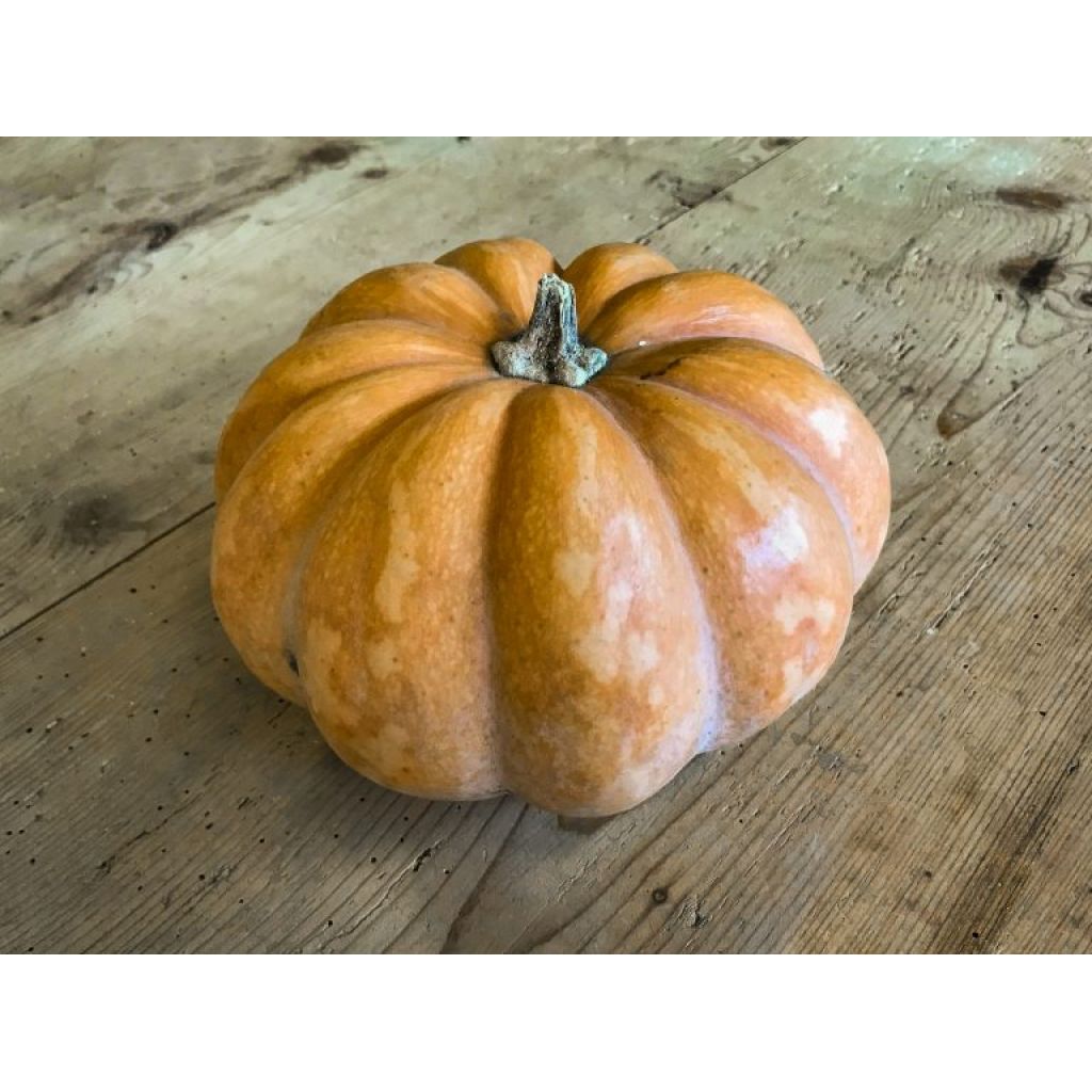 Zucca moscata