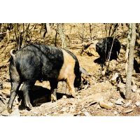 whatsapp image 20200401 at 03.17.09