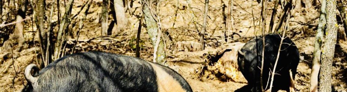 Podere Musiara di Benassi Filippo