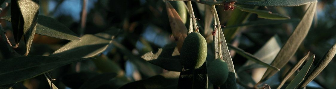 LAGOCUPO AZIENDA AGRICOLA