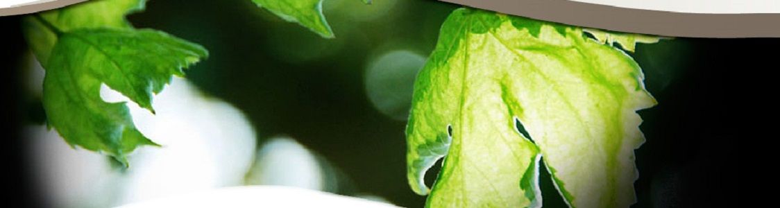 Durante Vini - Le Spin&egrave;e