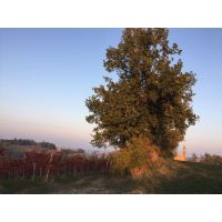vigne grasparrossa delleremo_salvarano