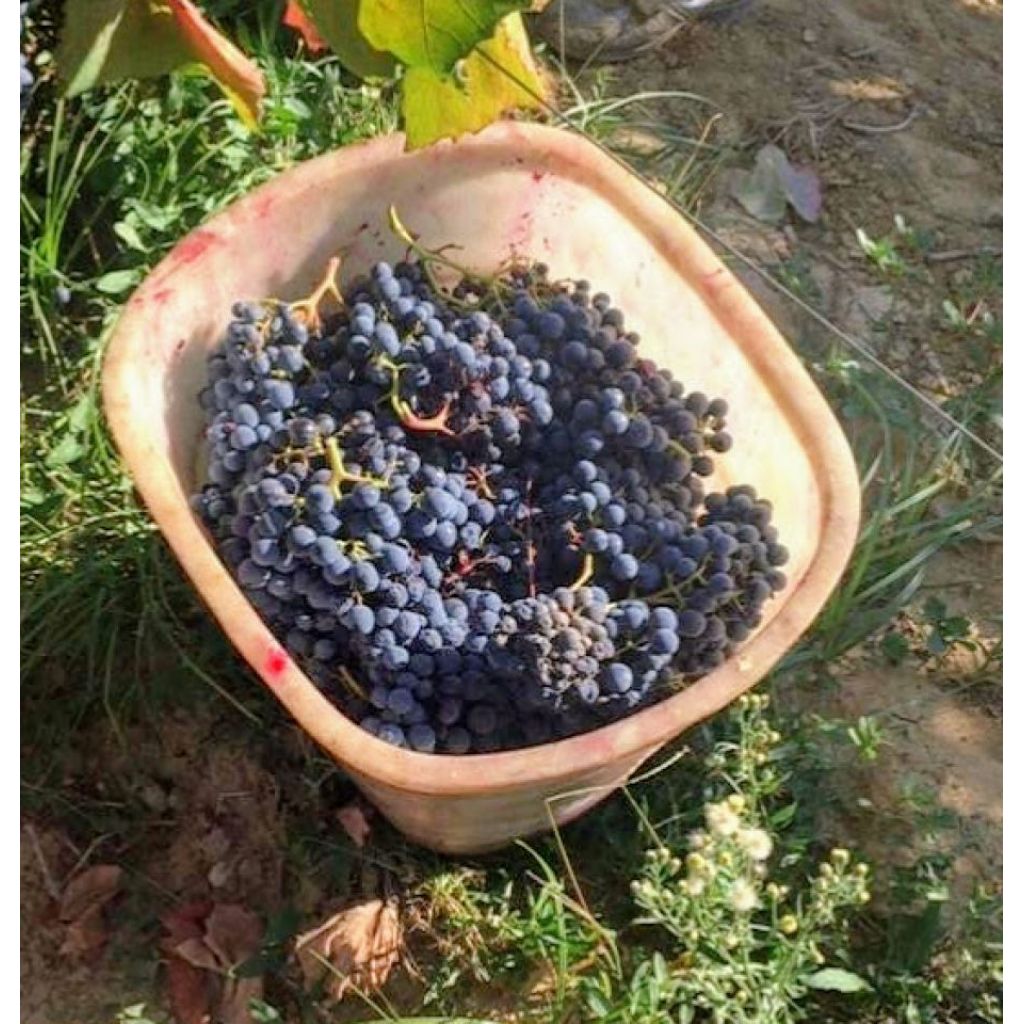 Vino rosso sfuso Sangiovese