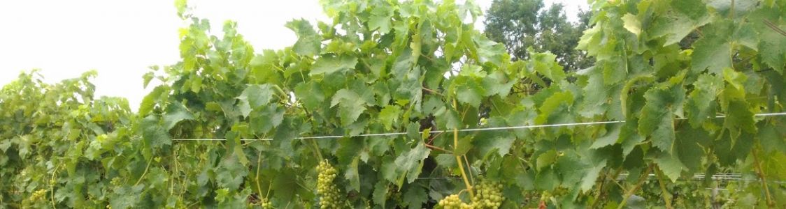 Sartini Gabbriello Azienda Agricola