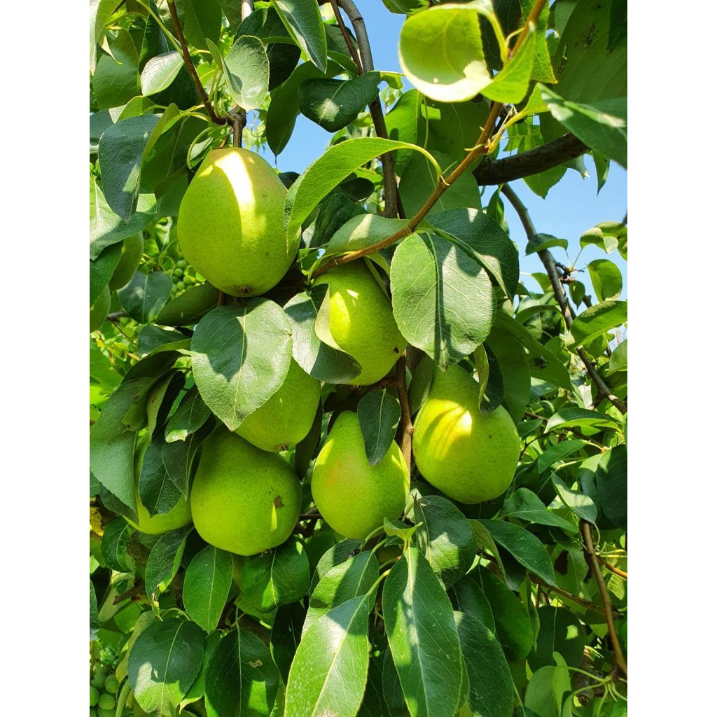 CASSETTA DI PERE CERTIFICATE BIOLOGICHE DA 10KG