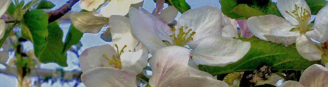 Azienda agricola ferrato