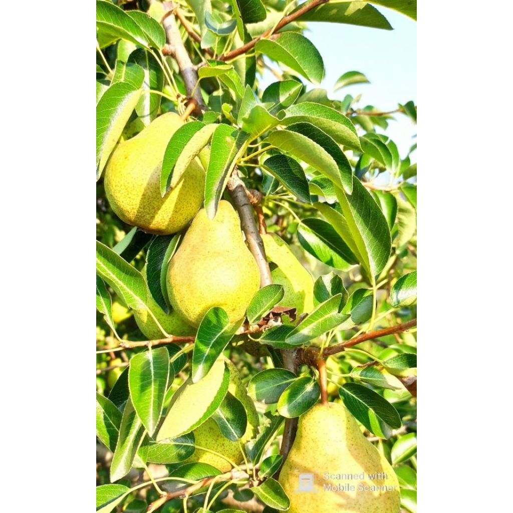 Cassetta di pere Williams-10 Kg