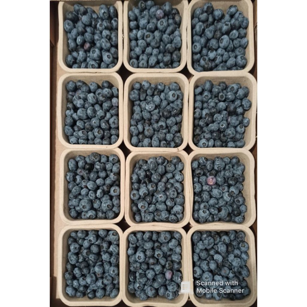 Plateau 10 x 0,500 di mirtilli