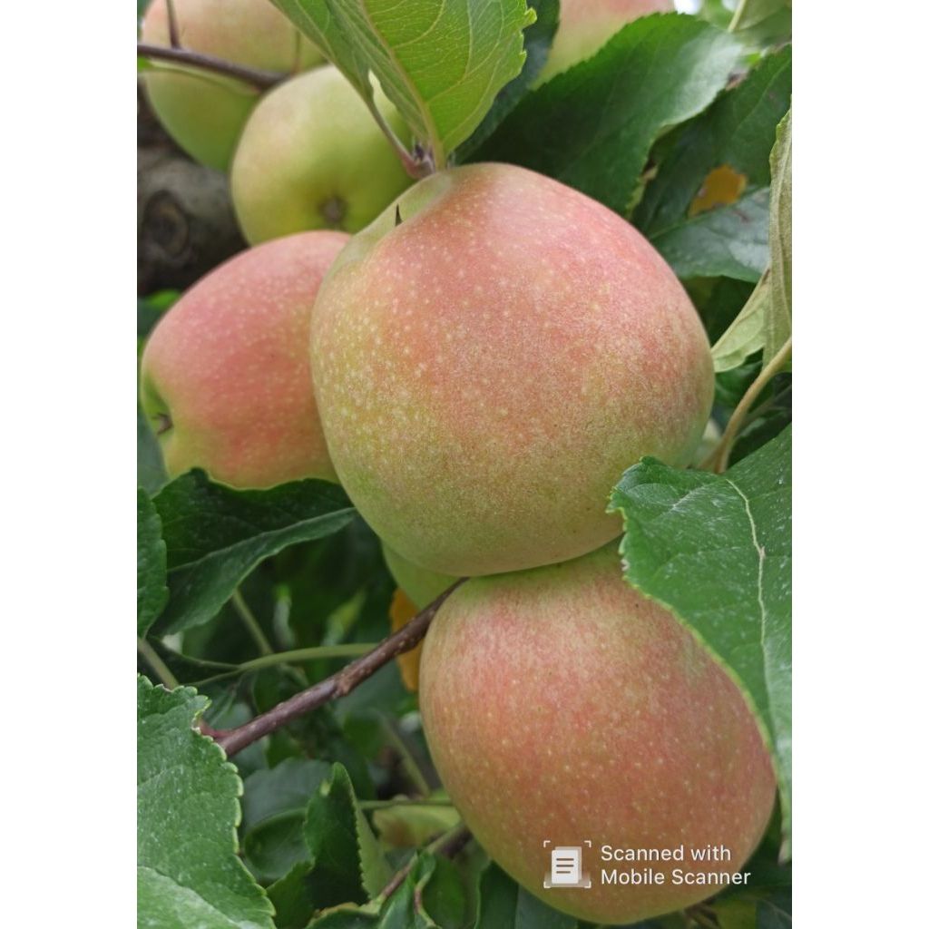 Cassetta mele gala " Estive"- 10 Kg