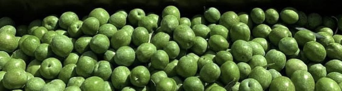 Tenuta La Nocellara di Mattia Ciato