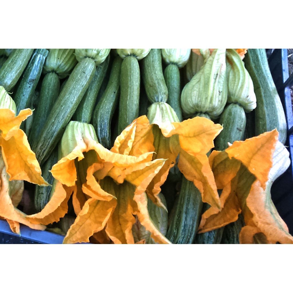 Zucchine chiare