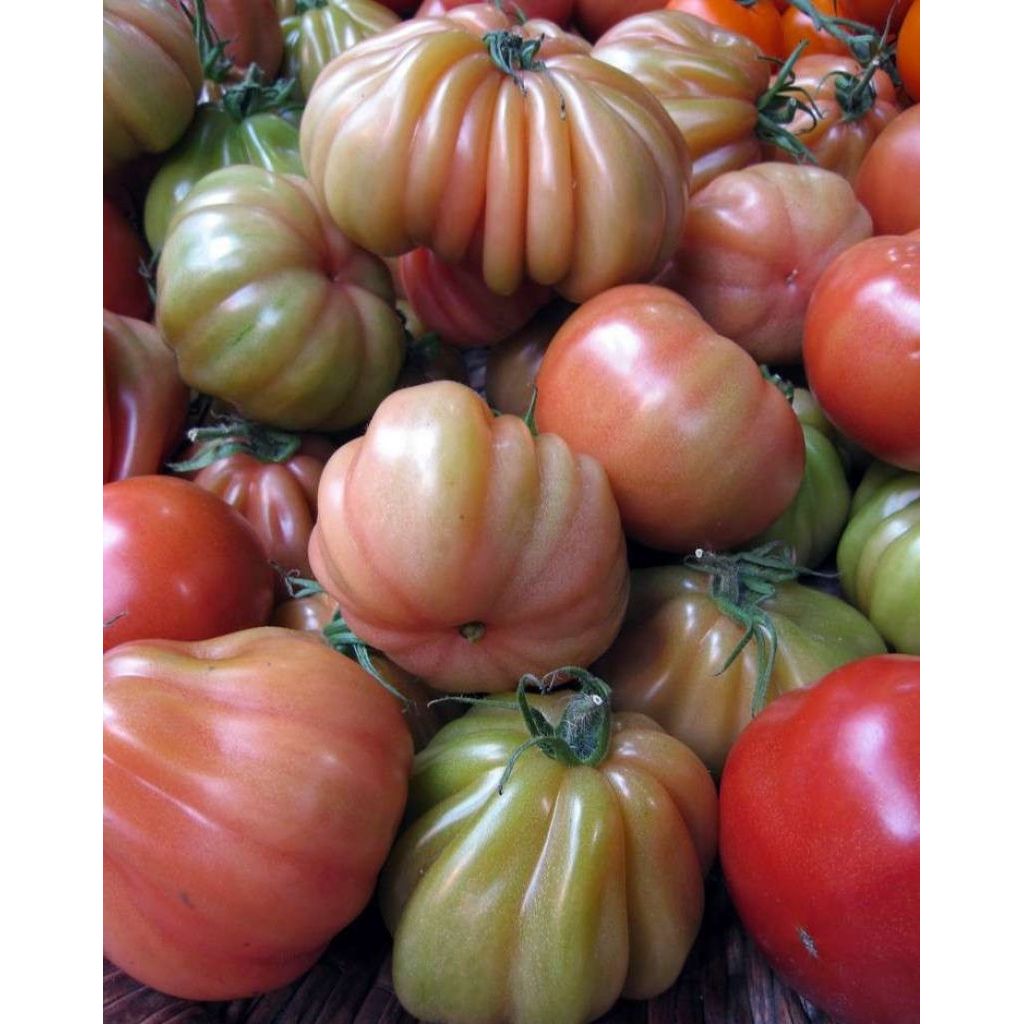 Pomodori Cuore di Bue