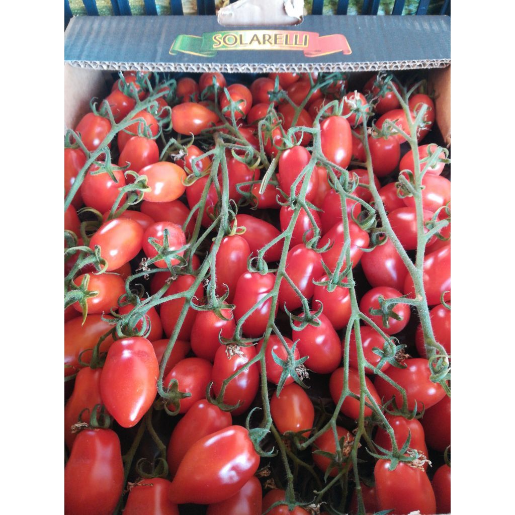 Pomodori Datterini
