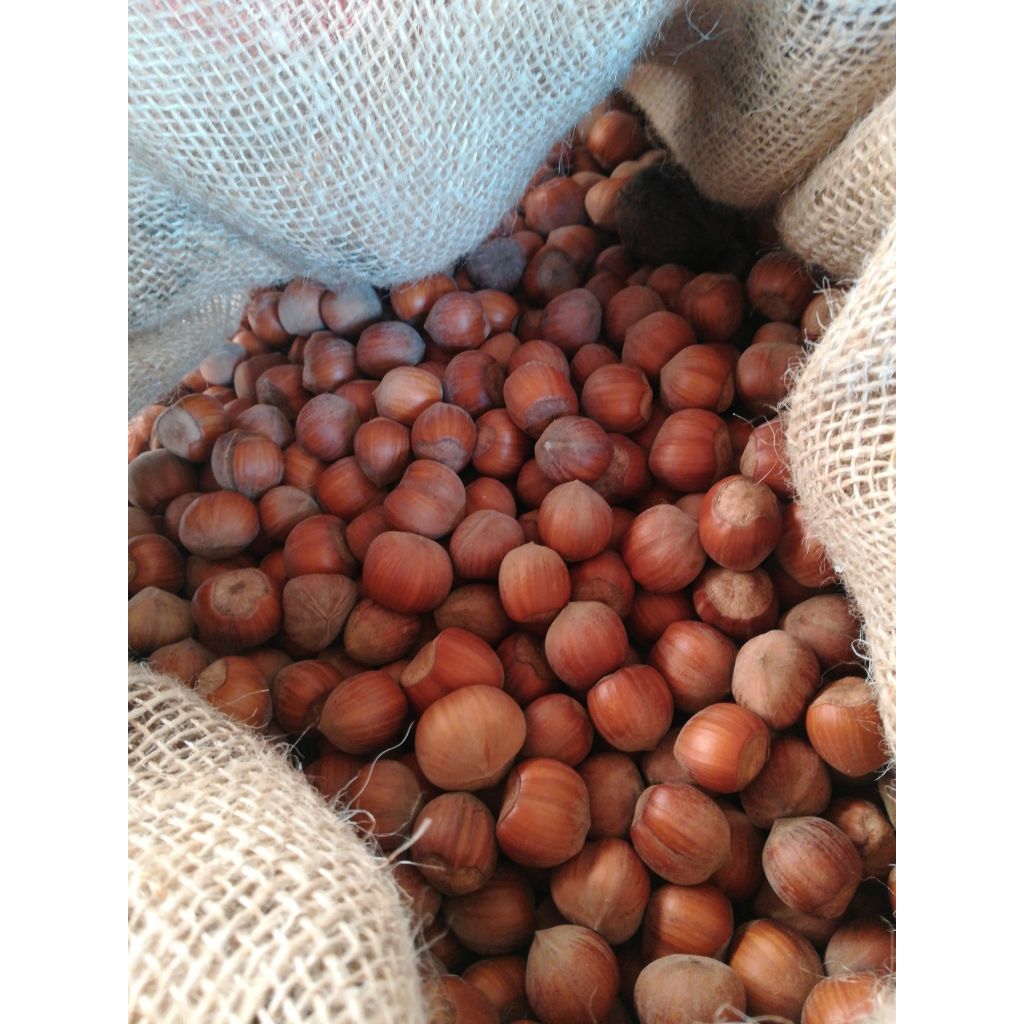 Nocciola Tonda Gentile