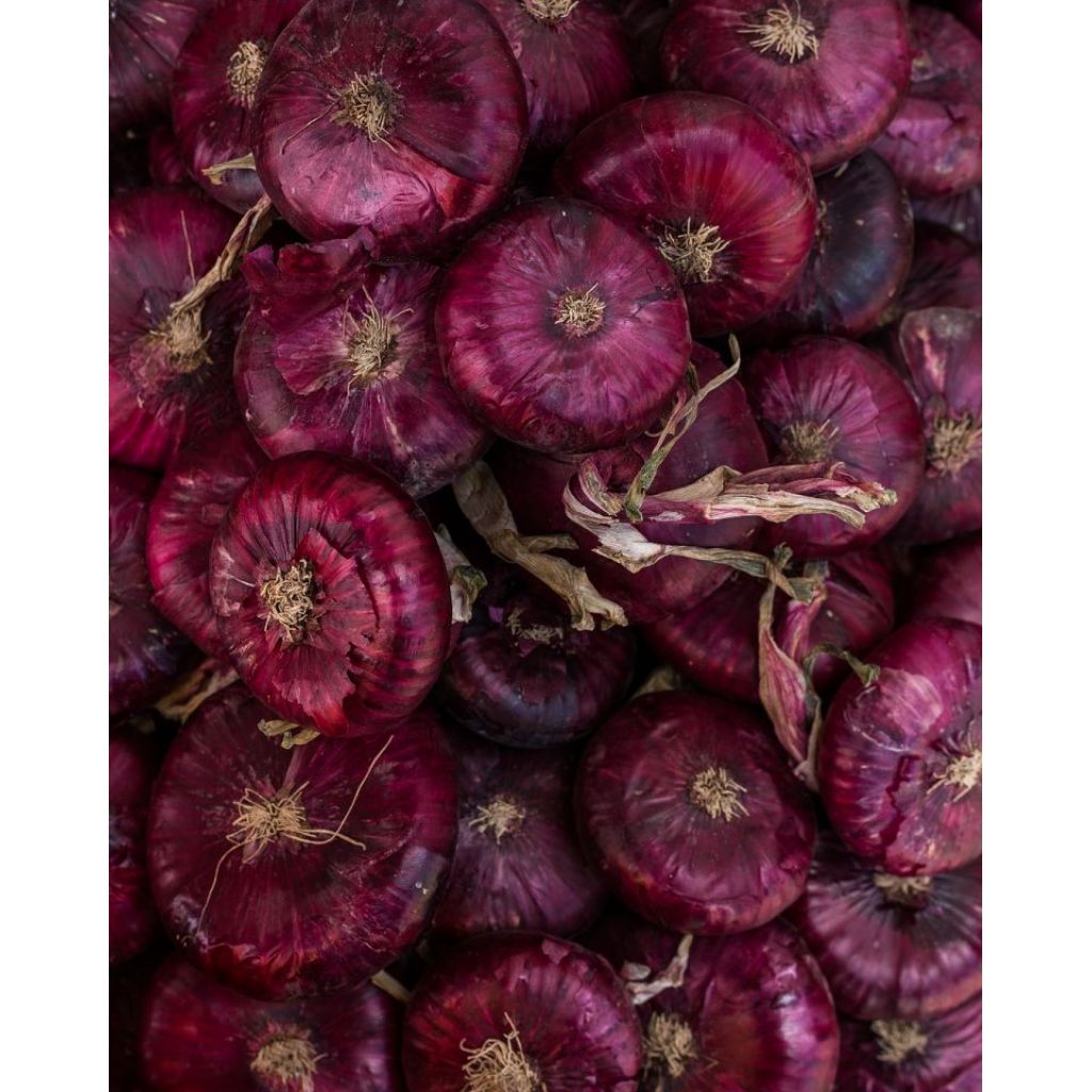 Cipolla rossa di Breme