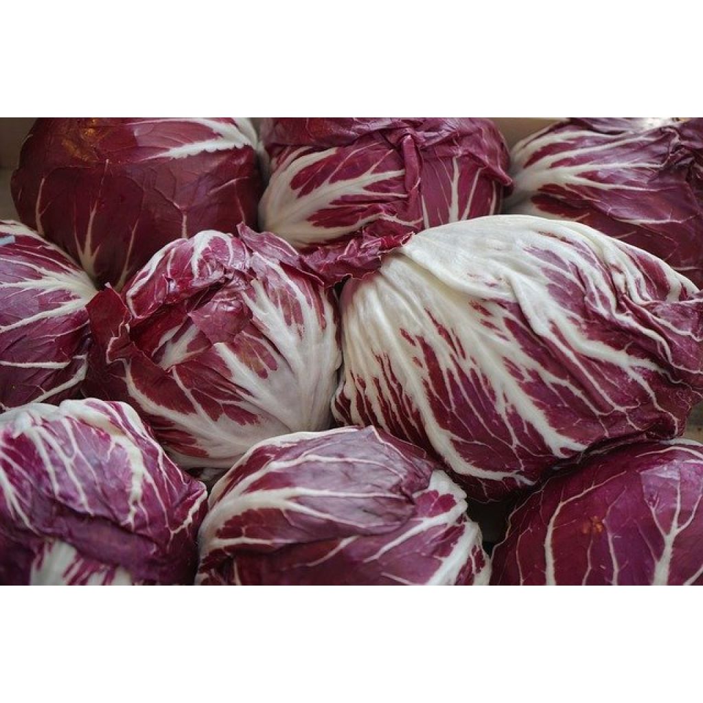 Radicchio Chioggia