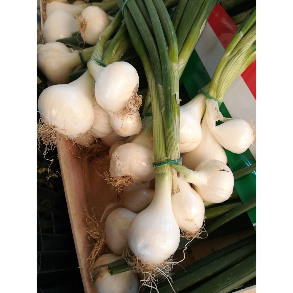 Cipollotto bianco