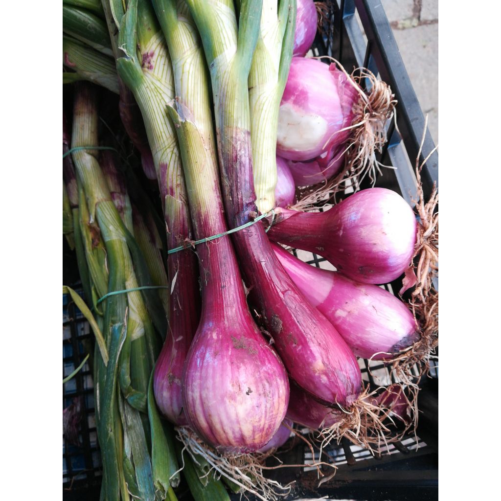 Cipollotti rossi