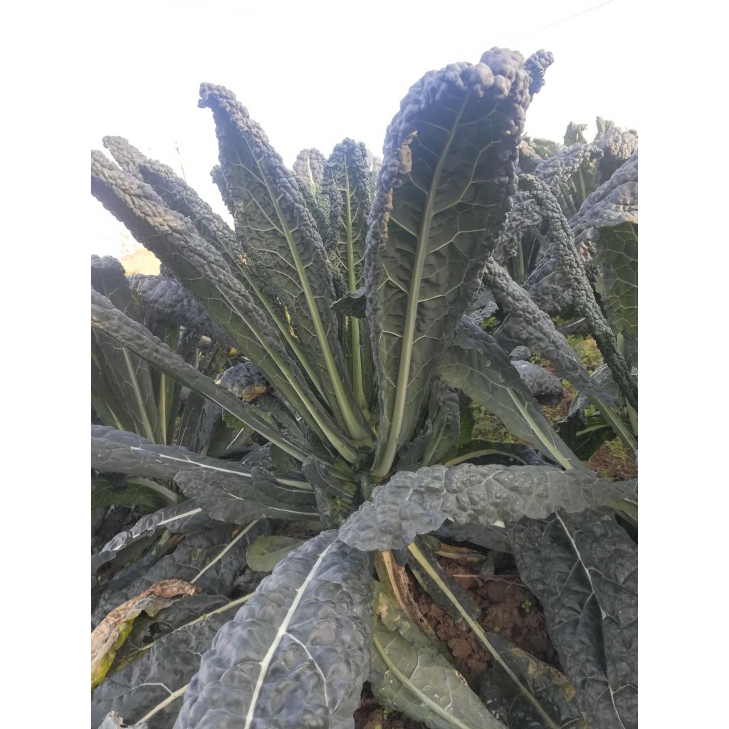 Cavolo nero