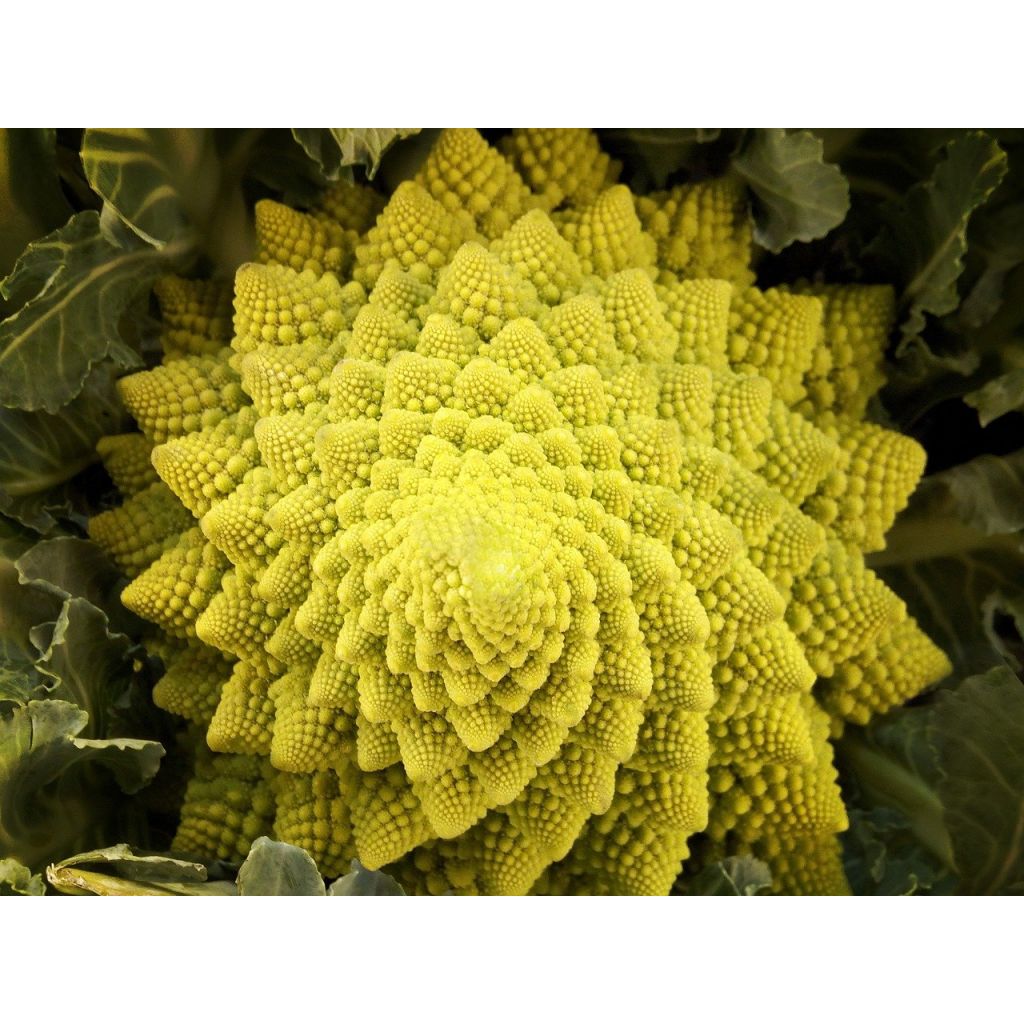 Cavolfiore romanesco
