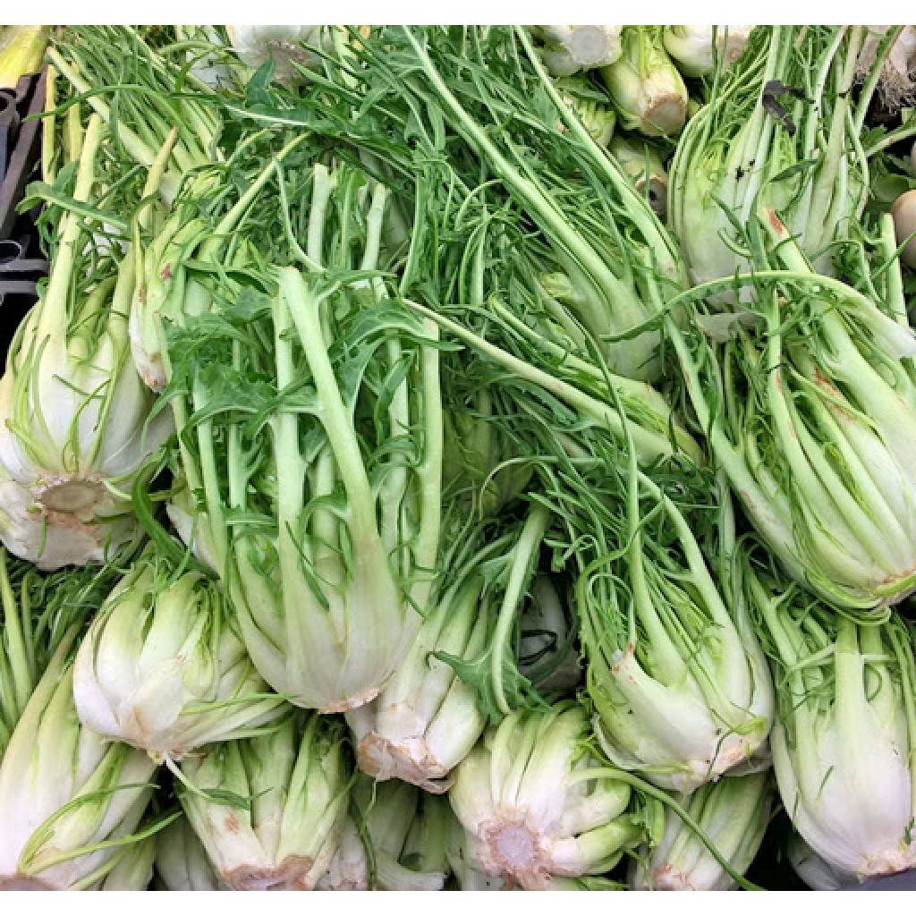 Catalogna cimata o Puntarelle