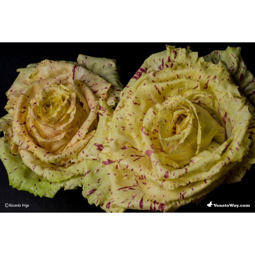 Radicchio variegato di Castelfranco