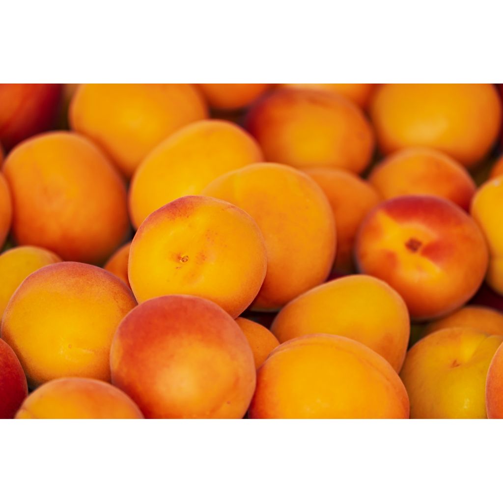 Albicocche