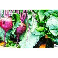 canabees_rape rosse 2