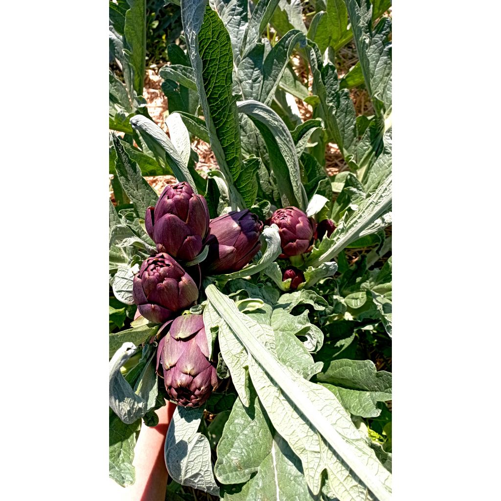 Carciofi