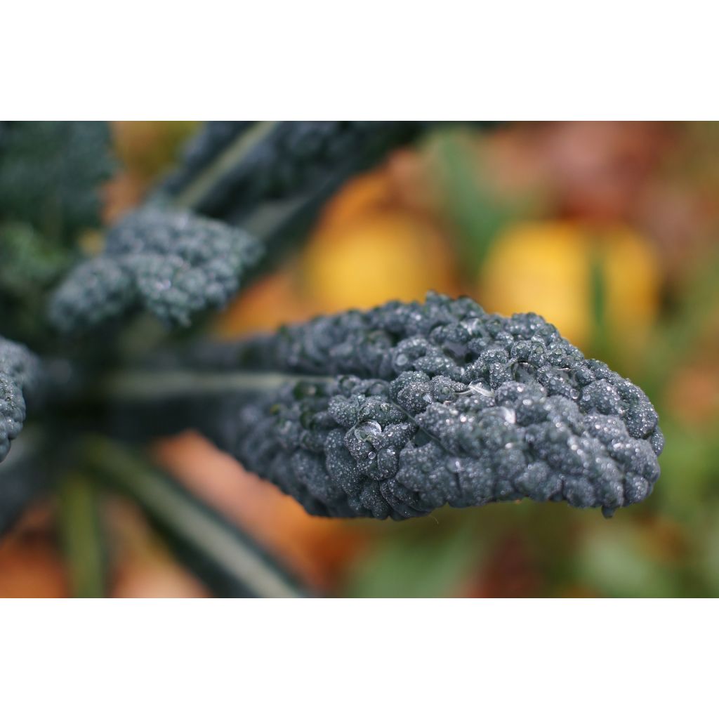 Cavolo nero