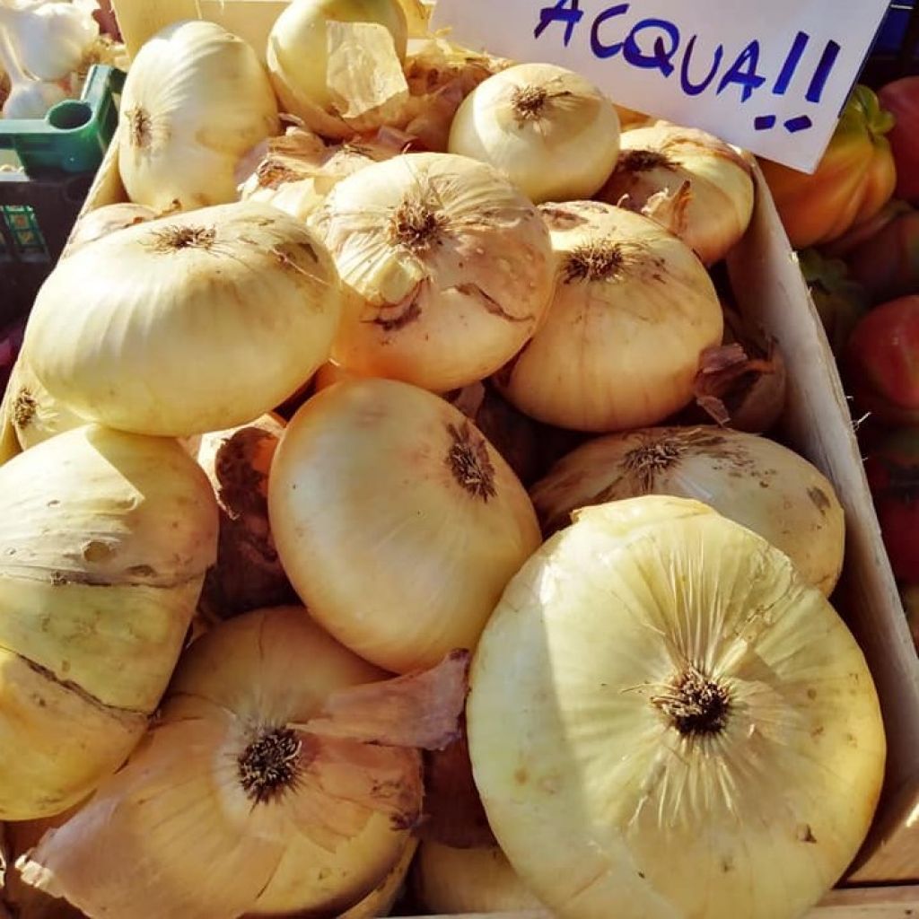 Cipolla dell'acqua