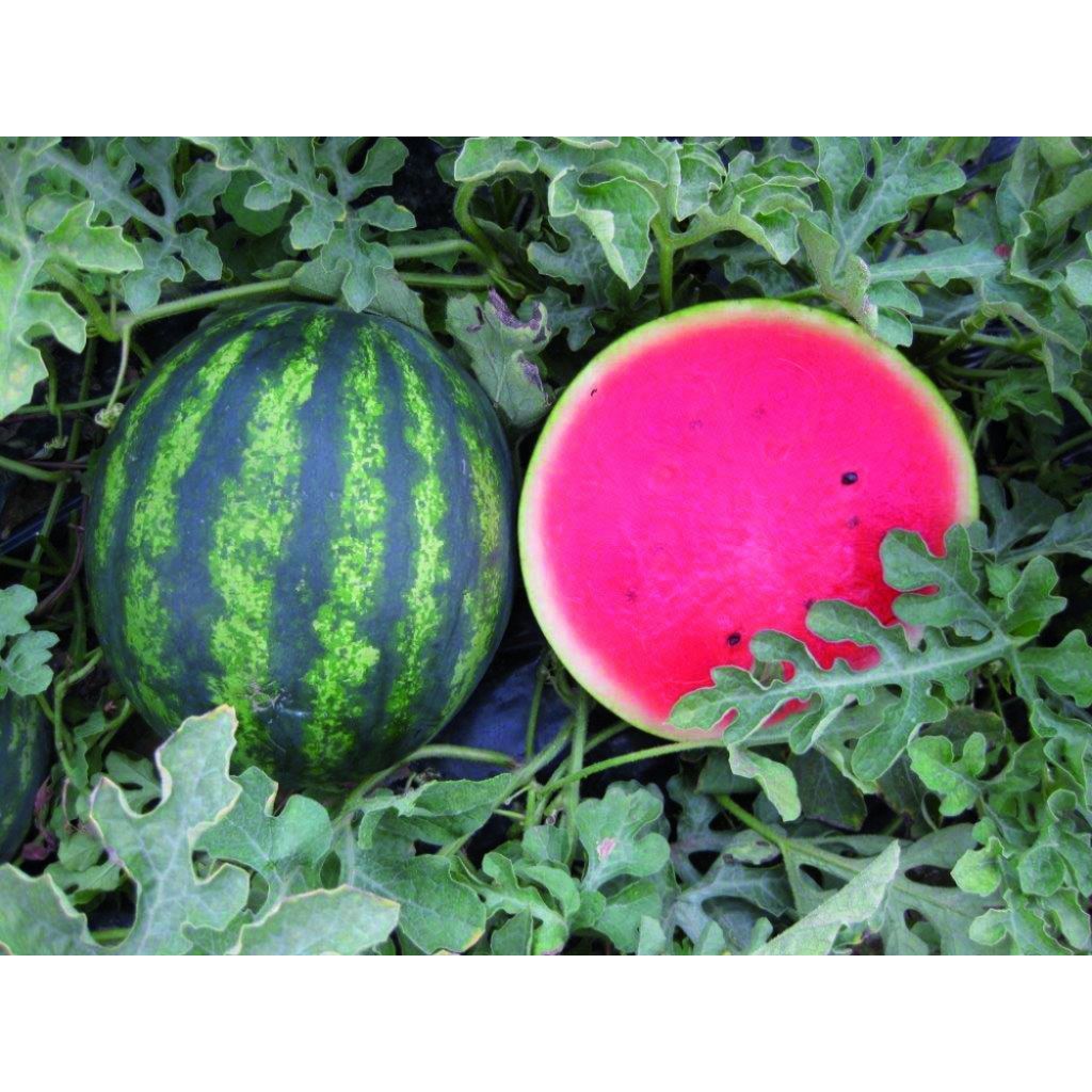 Cocomero senza semi MET&Agrave; (circa 3/4 kg)