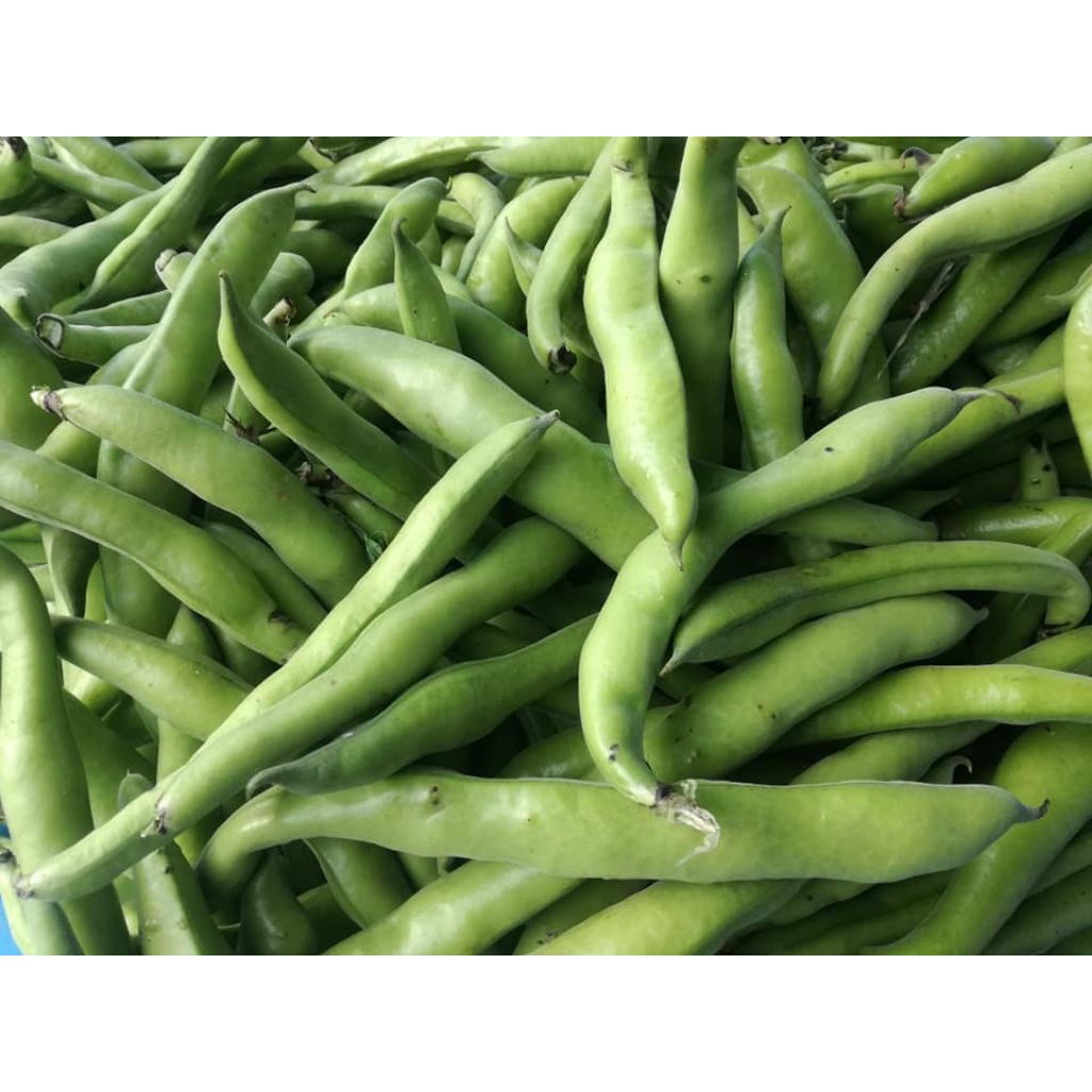 Fava fresca