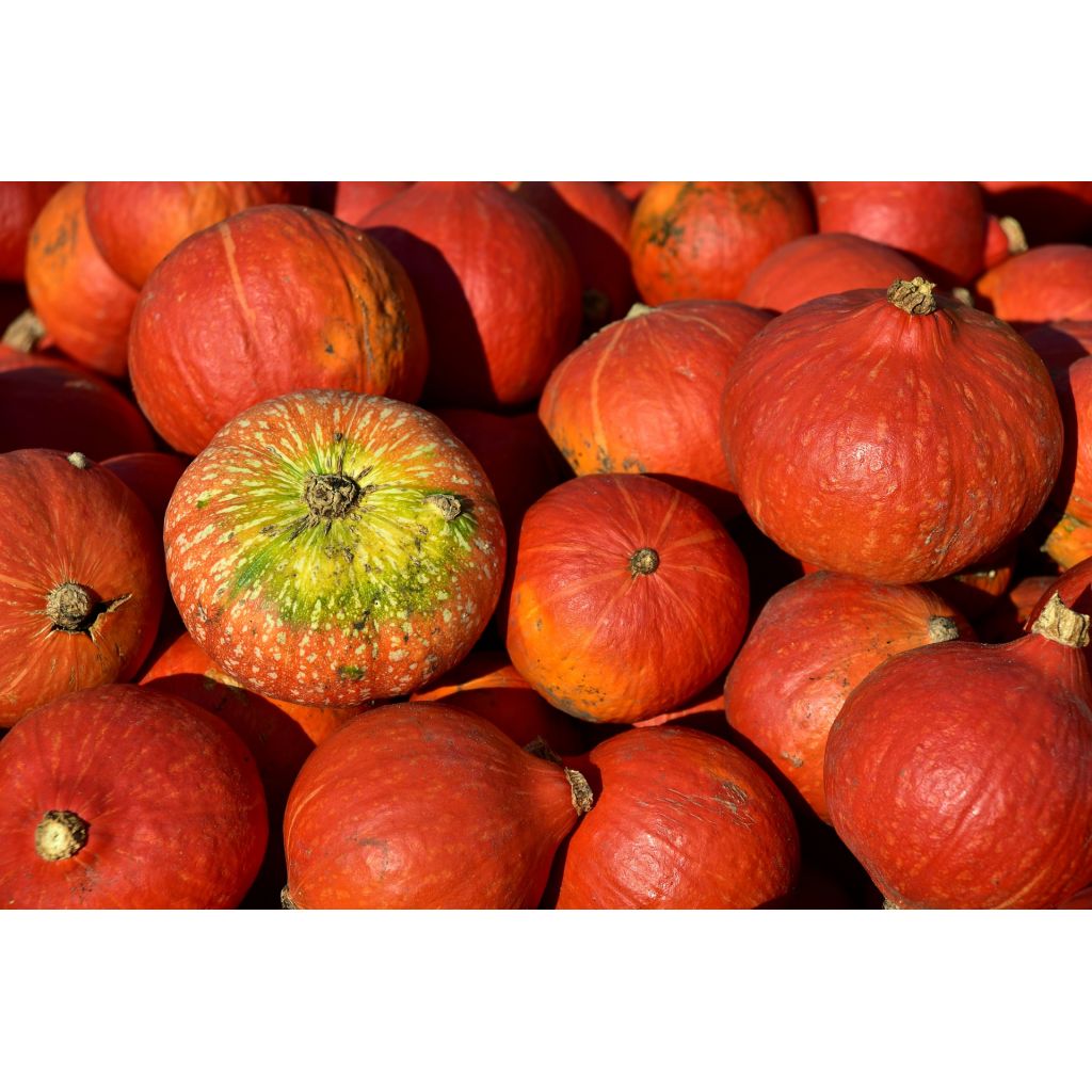 Zucca Hokkaido Orange