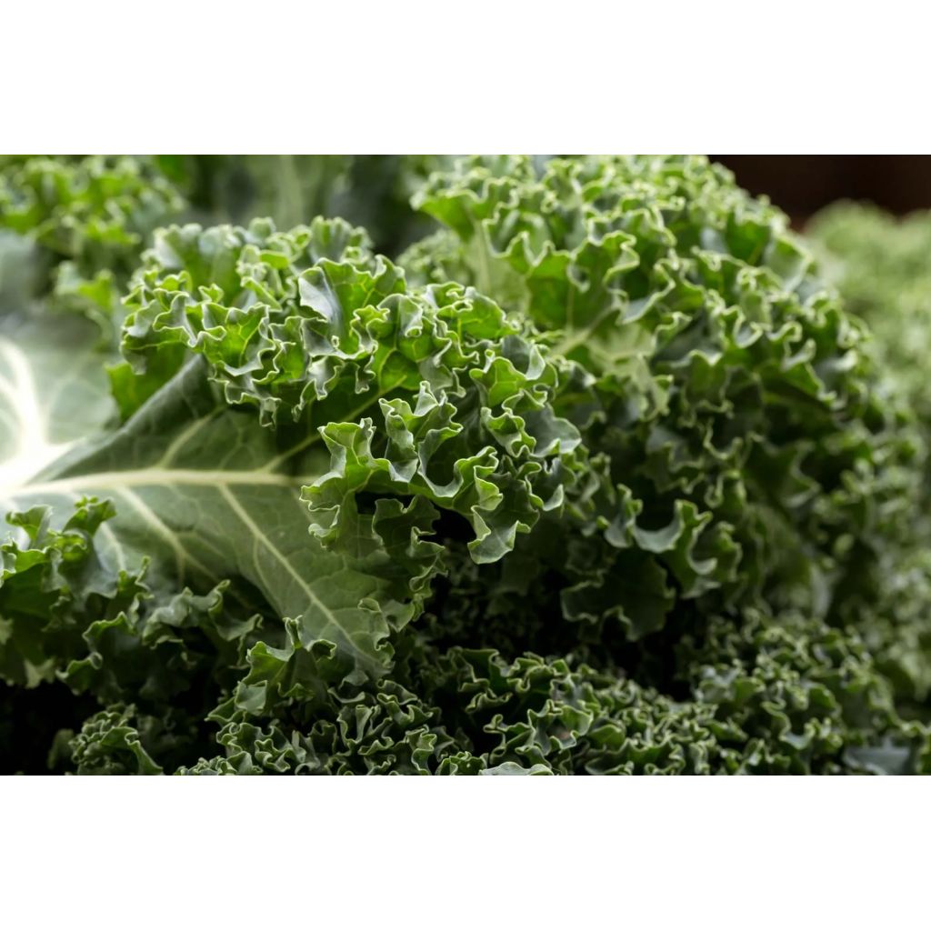 Cavolo riccio (KALE)