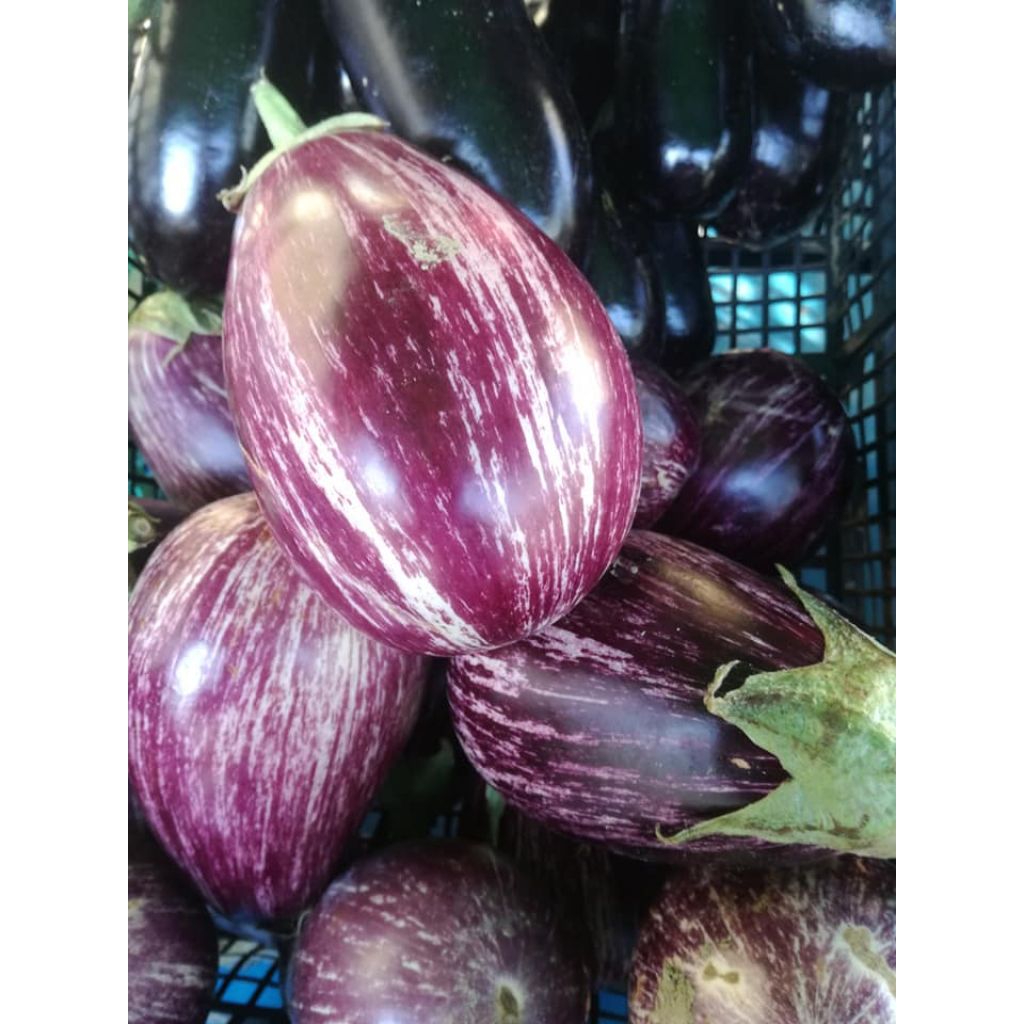 Melanzana tonda striata
