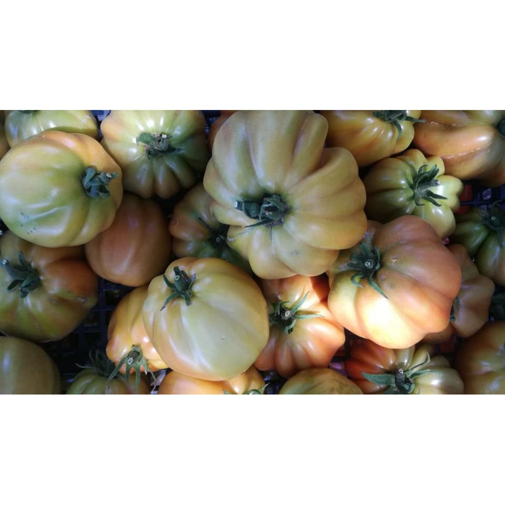 Pomodoro Cuore di Bue