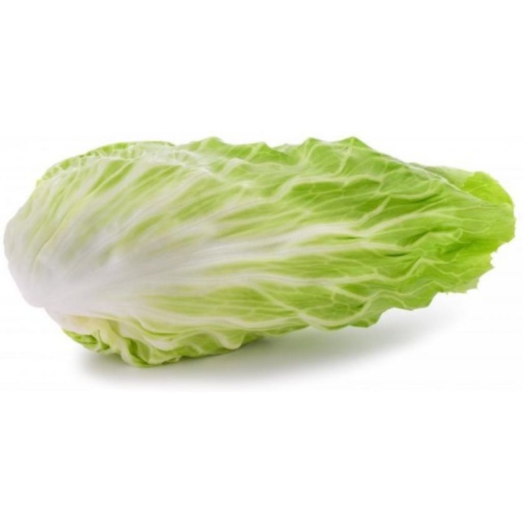 Radicchio Pan di Zucchero