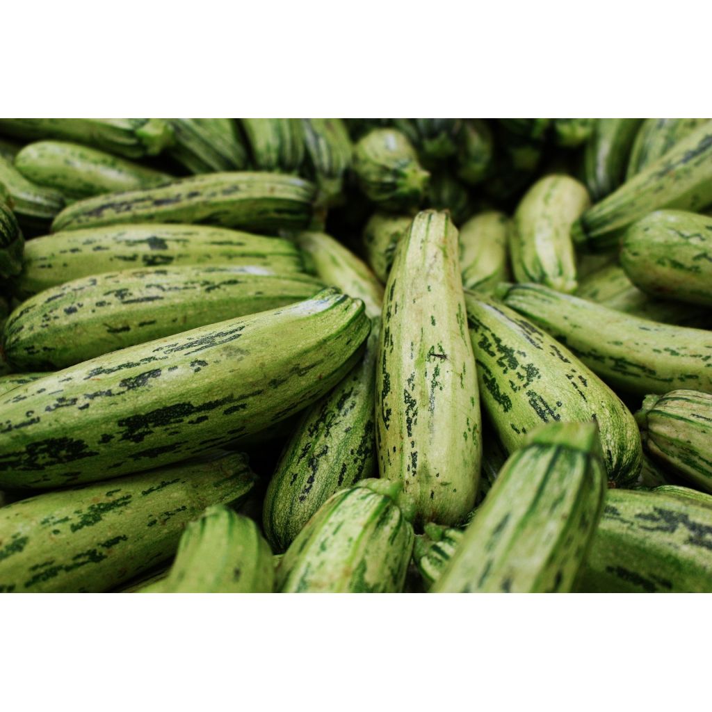 Zucchino lungo chiaro