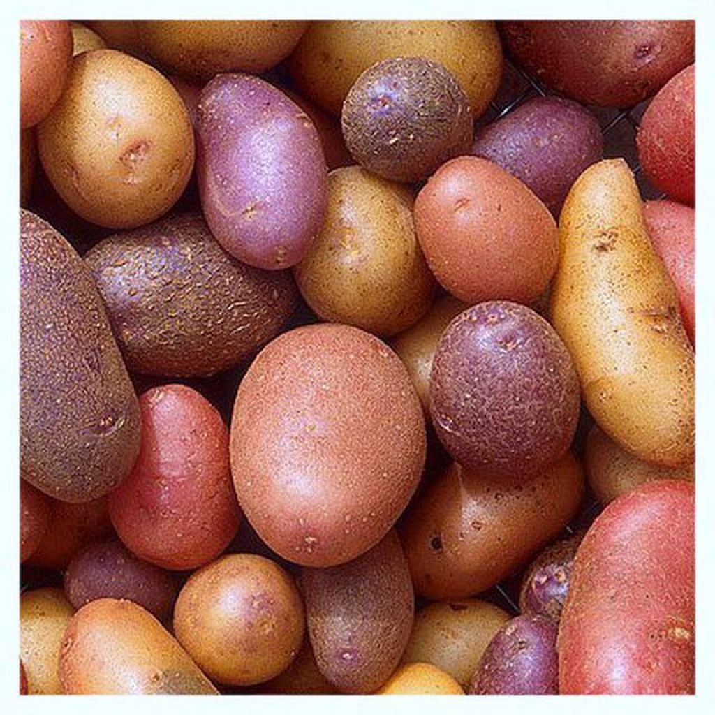 Patate di Montagna Biologiche | cat.C 10 Kg