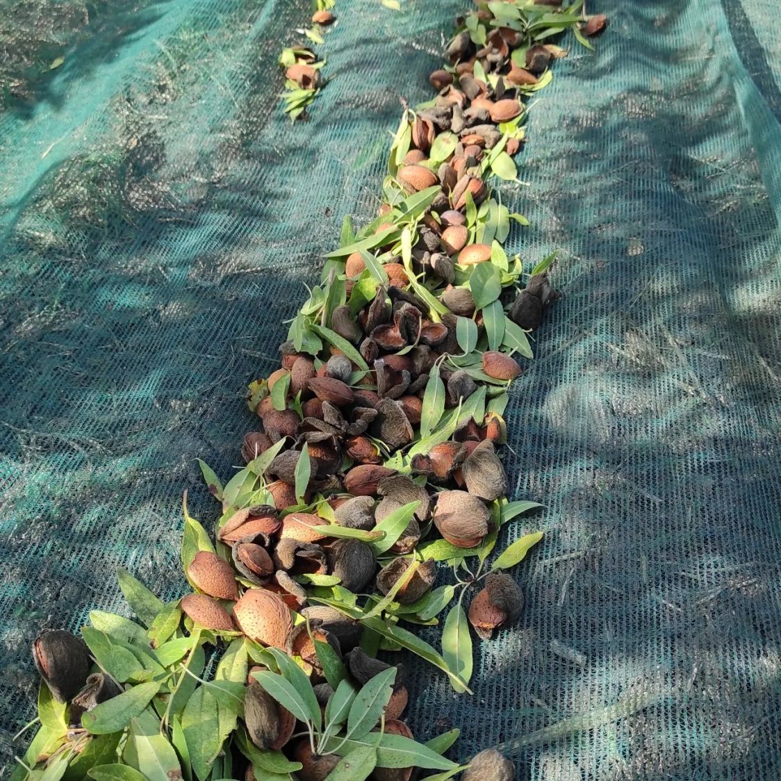 Frasada Food Azienda Agricola Farruggio Santo