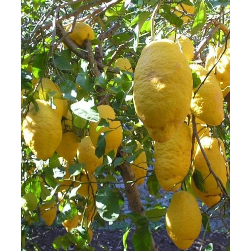 Sicilian citron - Box 8 Kg