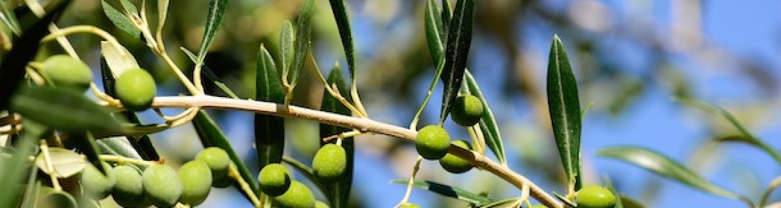 Azienda Agricola I Sapori della Chiana
