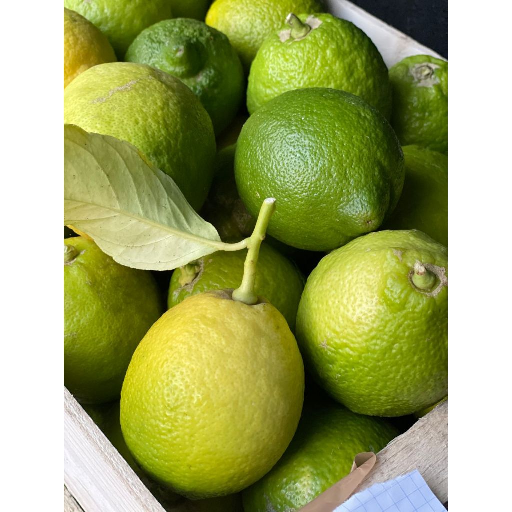 Cassetta di limoni 10 Kg bio 100/%