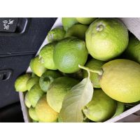 97f840c9612c4c629505f989a8fc9fc5